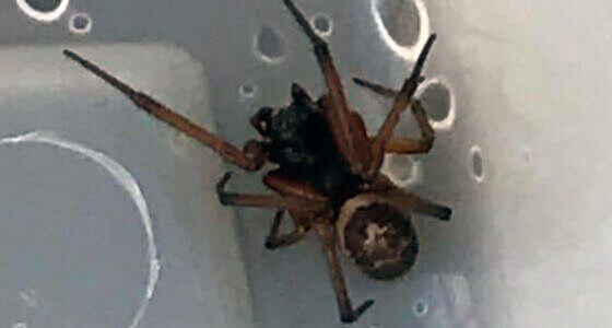 false black widow spider Milton Keynes