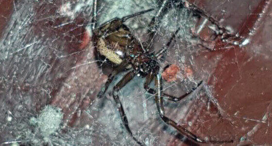false black widow spider removal Milton Keynes