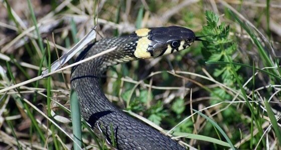 Grass Snake Removal Milton Keynes
