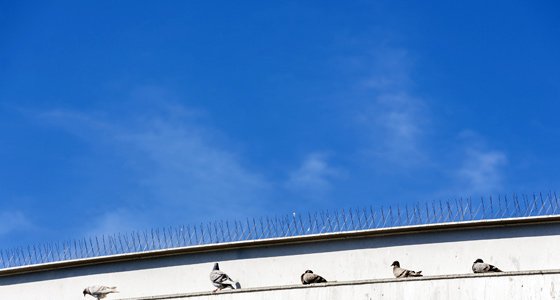 Pigeon Proofing Milton Keynes