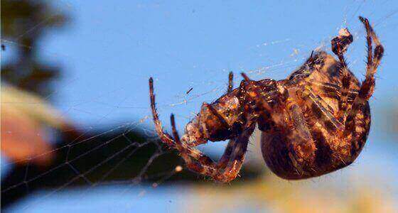Spider Removal Milton Keynes