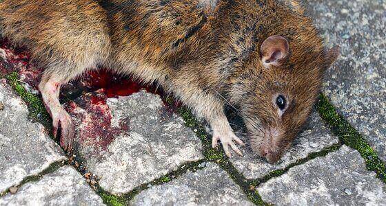 Wild Rat Control Milton Keynes