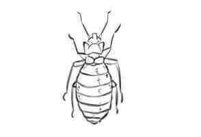 Bed Bug Control Arlesey