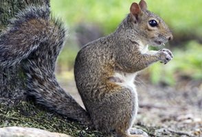 Squirrel Control Wellingborough
